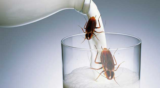 cockroach milk