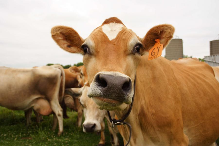 Leite achocolatado vem de vacas marrons