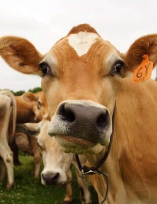 chocolate milk comes from brown cows