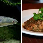 snakehead-animal-and-dish