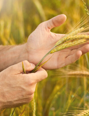 Wheat upcycling